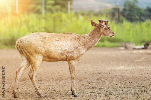 Young deer. Selective focus, shallow depth of field.