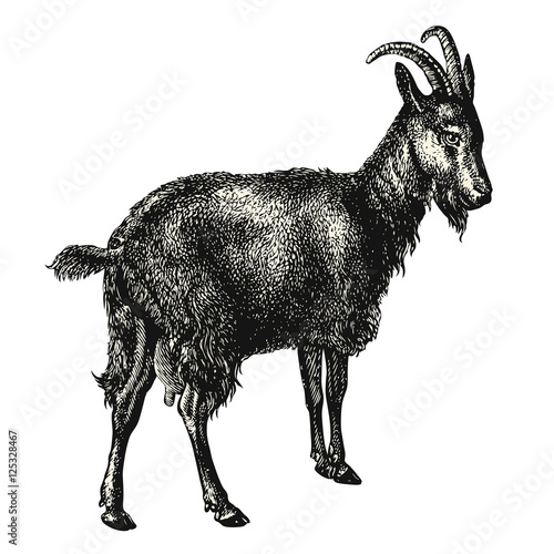 vintage animal engraving / drawing: goat - retro vector design element