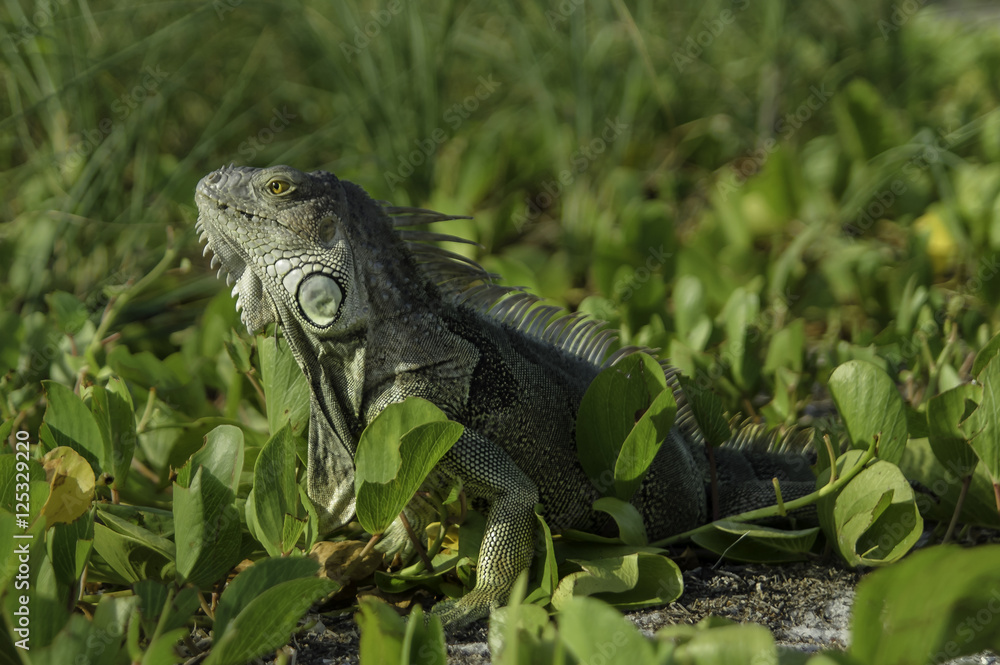 Obraz premium Green Iguana