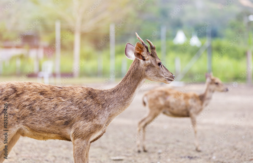 Young deer. Selective focus, shallow depth of field. Young deer. Selective focus, shallow depth of field.