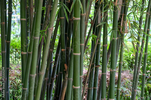 green Bamboo texture background