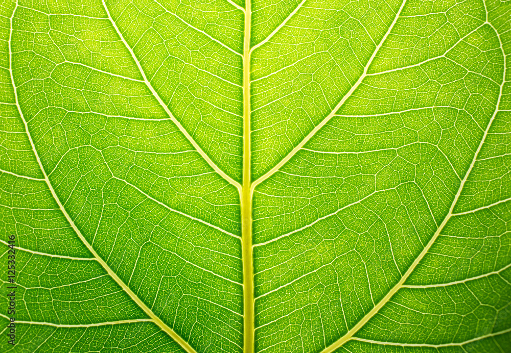 Obraz premium Green Leaf background and Green Leaf texture.