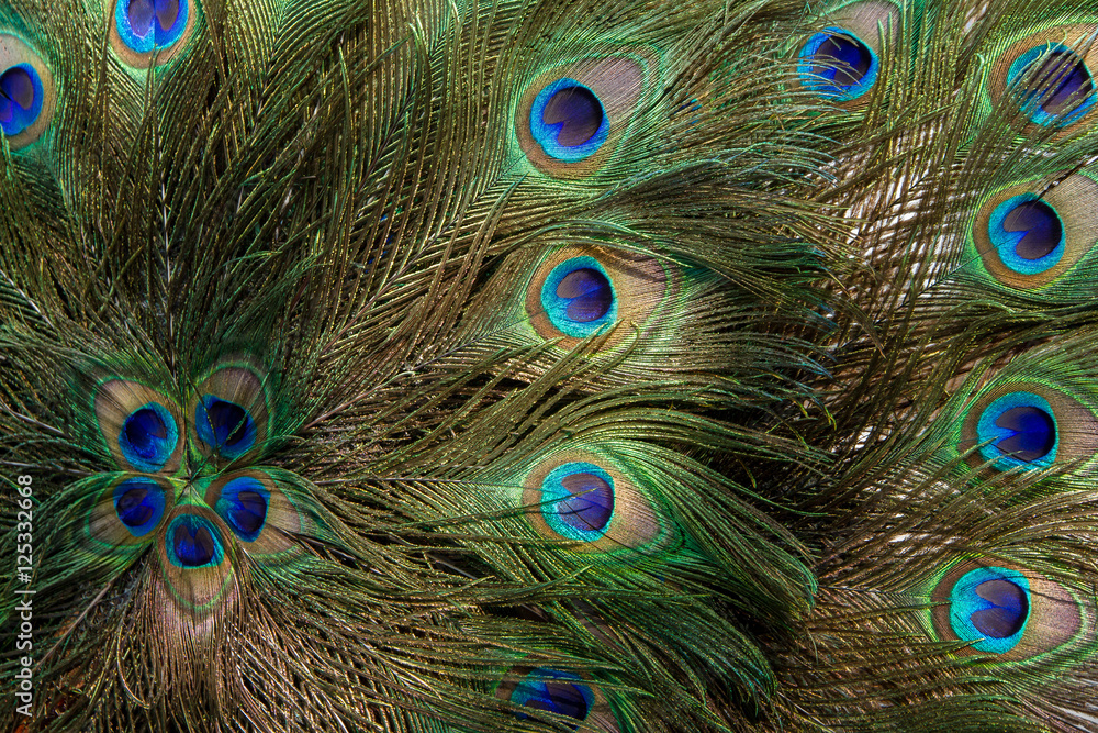 Fototapeta premium Close up of a male peacock displaying its stunning tail feathers