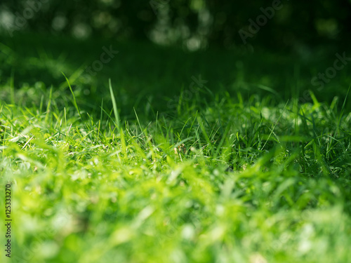 Green grass background. Selective focus with shallow depth of field