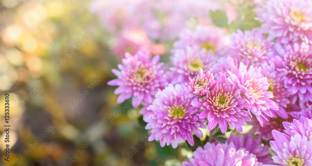 chrysanthemum flowers in autumn sunshine with copy space. Fall flowers background chrysanthemum flowers in autumn sunshine with copy space. Fall flowers background