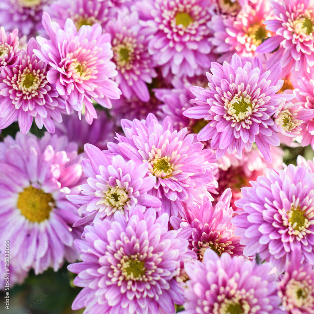 Pink chrysanthemum flowers background Pink chrysanthemum flowers background