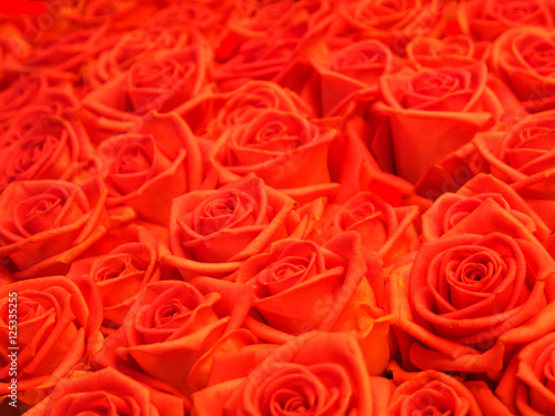 The roses background