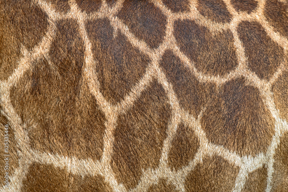 Textured skin of giraffe Textured skin of giraffe