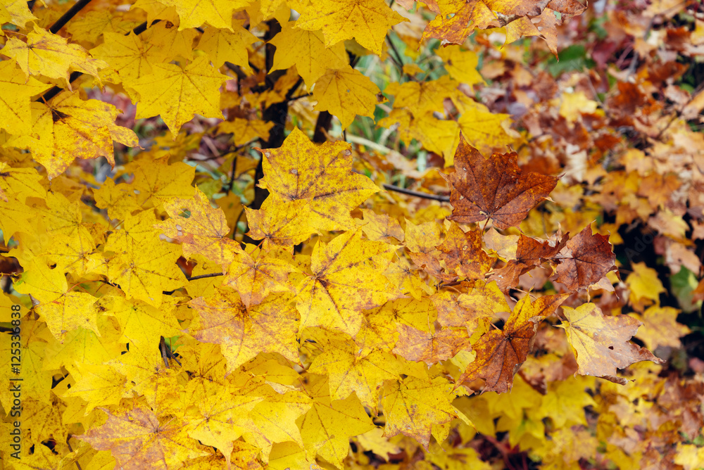 Yellow maple leaves in the autumn season, seasonal natural background