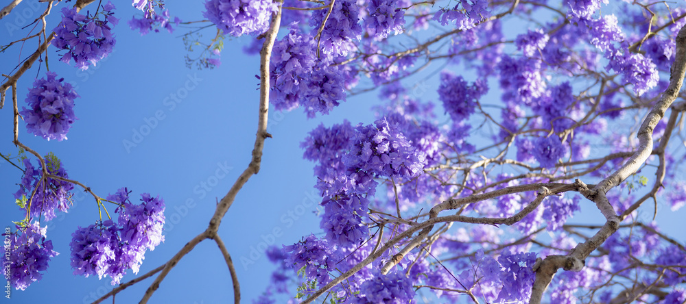 Naklejka premium Colourful jacaranda tree in bloom in Brisbane, Queensland.