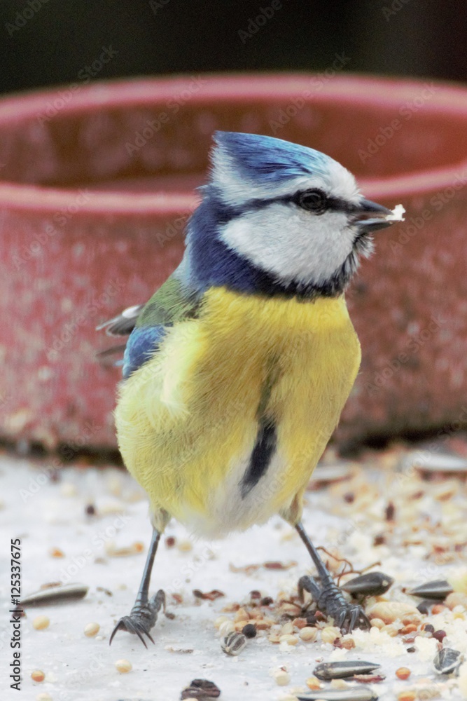 Fototapeta premium Mesange bleue