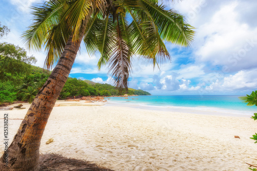 Coconut palm tree on tropical beach over blue ocean, Seychelles © lucky-photo