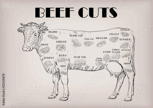 Beef cow bull whole carcass cuts cut parts infographics scheme 