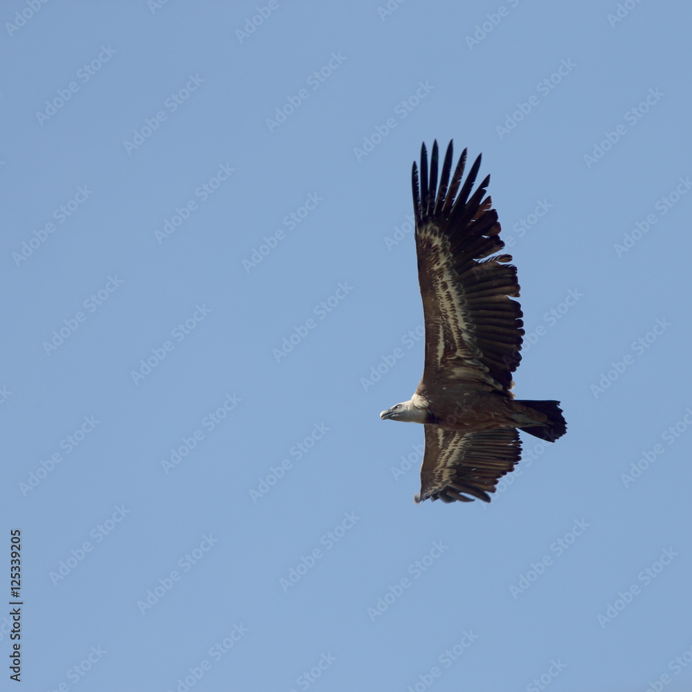 Obraz premium Griffon Vulture (Gyps fulvus) in flight, Andalucia, Spain.