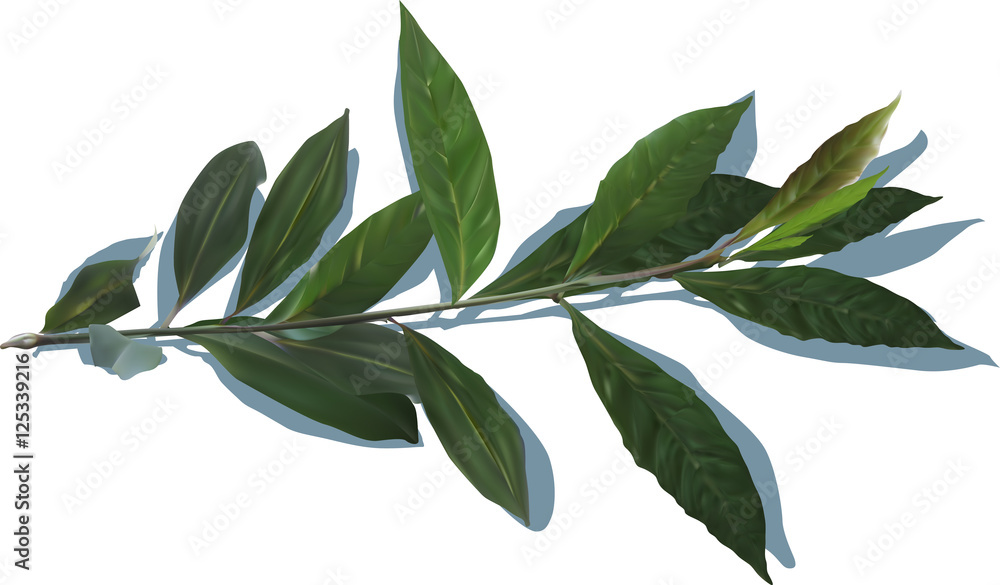green laurel branch isolated on white