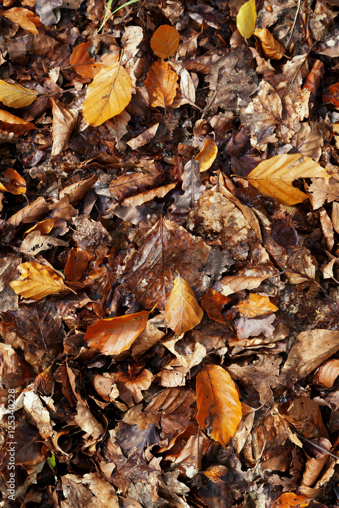 Autumn leaves background. Leaves from a mix of trees and a range of colours from yellow, to brown to orange. Autumn leaves background. Leaves from a mix of trees and a range of colours from yellow, to brown to orange.