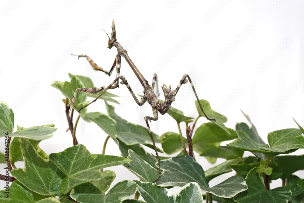 Obraz premium empuse 