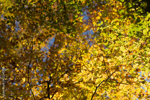 Beeches forest with colorful autumn leaves