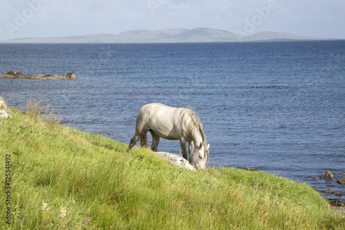 Wild Horse at Tully; Connemara; Galway