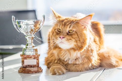 Photography Champion Red Maine Coon Cat lying on the Table with His Trophy, Close-up View