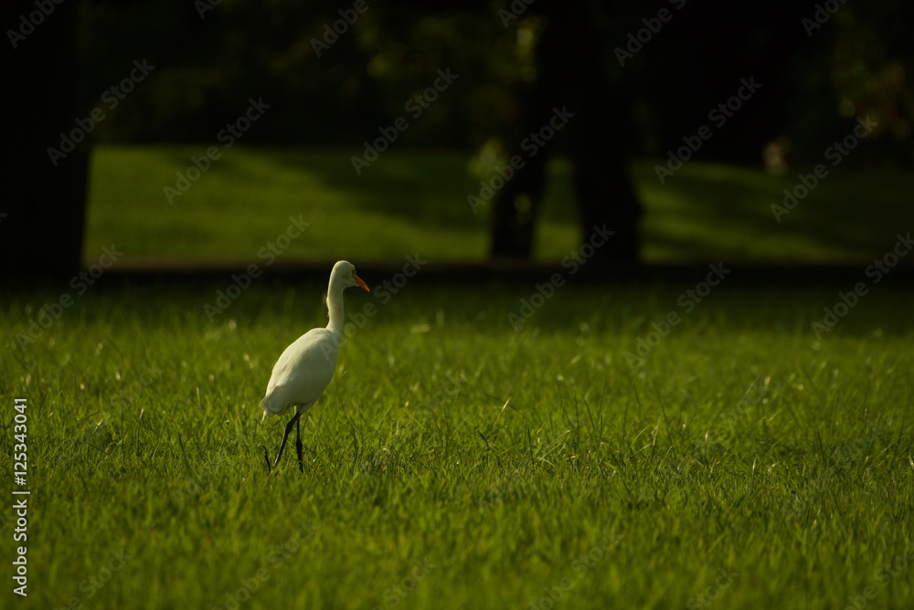 Fototapeta premium Bird on grass