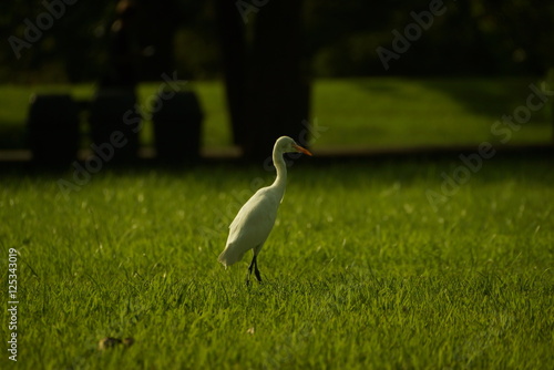 Bird on grass