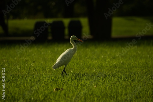 Bird on grass