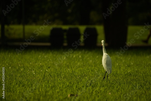 Bird on grass