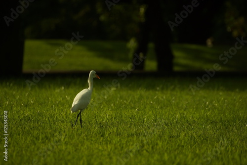 Bird on grass