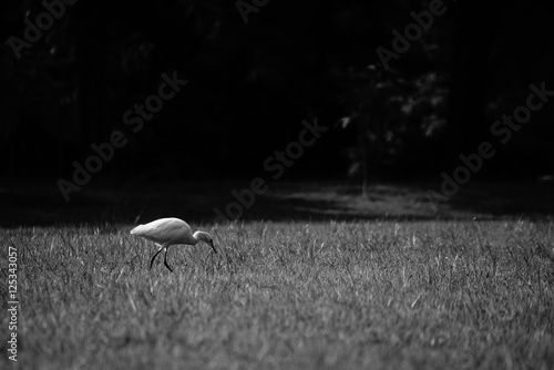 Bird on grass