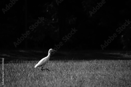 Bird on grass