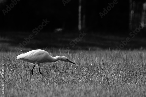 Bird on grass