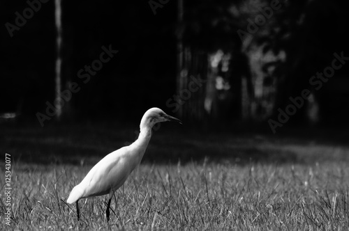 Bird on grass