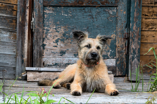 brown dog lying on the porch