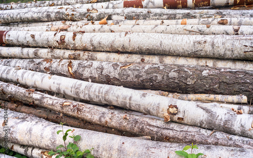 Fototapeta Naklejka Na Ścianę i Meble -  Birch logs in timber store
