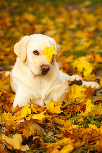 labrador retriever dog