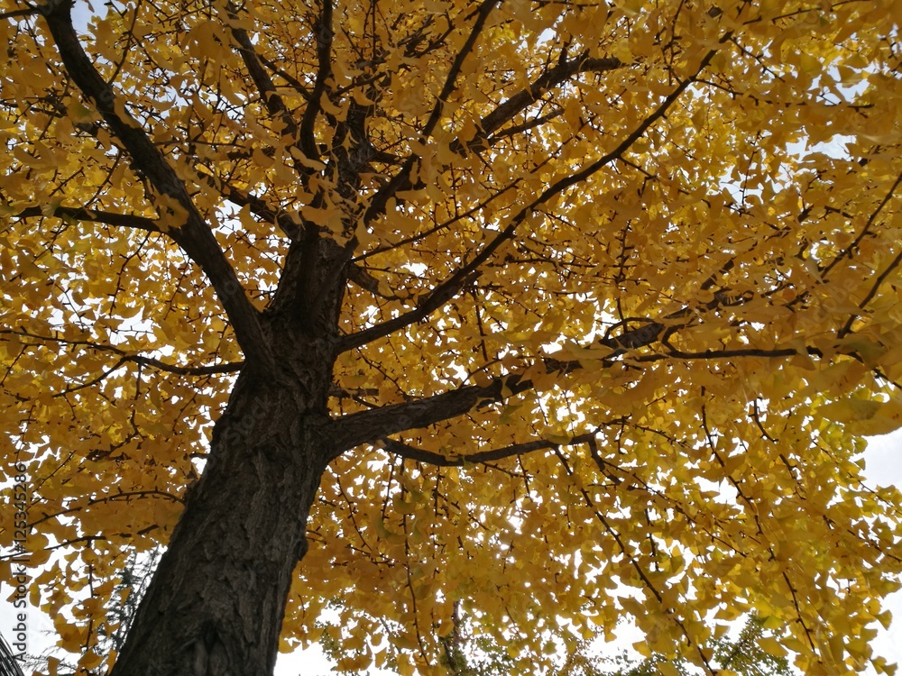 Fototapeta premium Drzewo Ginkgo jesienią