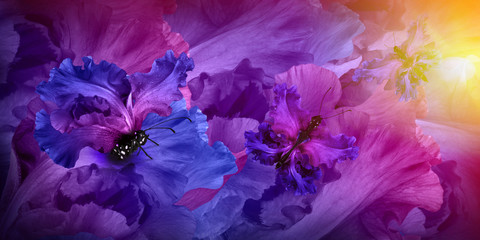 Papier peint photo Iris Fée papillon parmi iris et hortensias  © seqoya