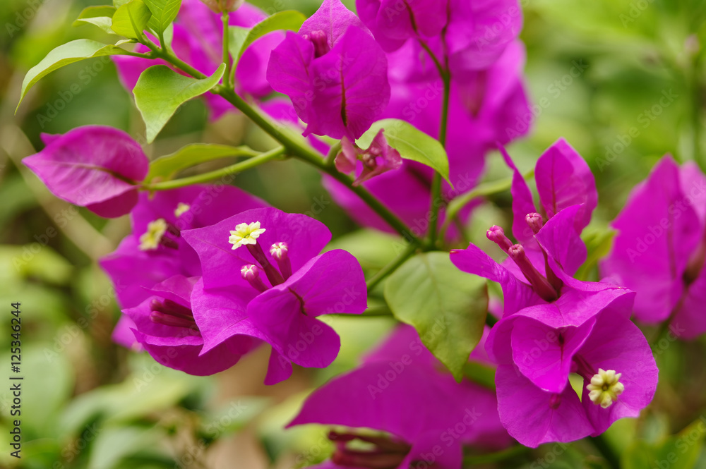Lesser bougainvillea (Bougainvillea glabra). Lesser bougainvillea (Bougainvillea glabra).
