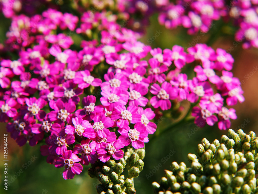 Obraz premium Pink Achillea millefolium - yarrow 