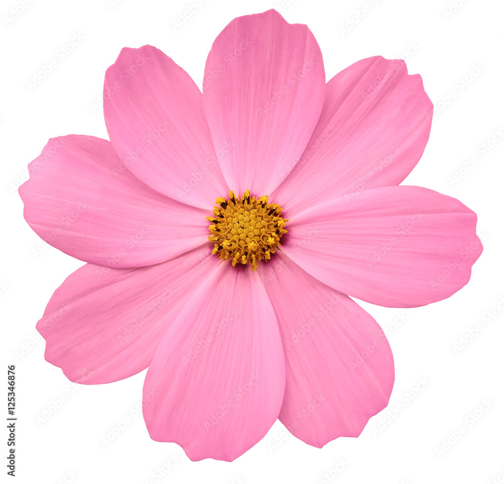 bright pink flower Primula. white isolated background with clipping path.  Closeup. no shadows. yellow center. Nature. Stock Photo | Adobe Stock
