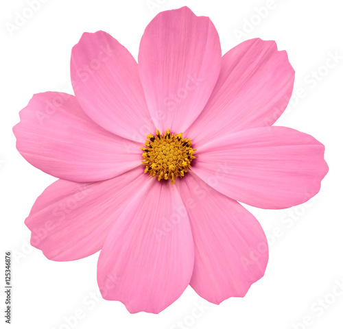 bright pink flower Primula.  white isolated background with clipping path. Closeup.  no shadows. yellow center. Nature.