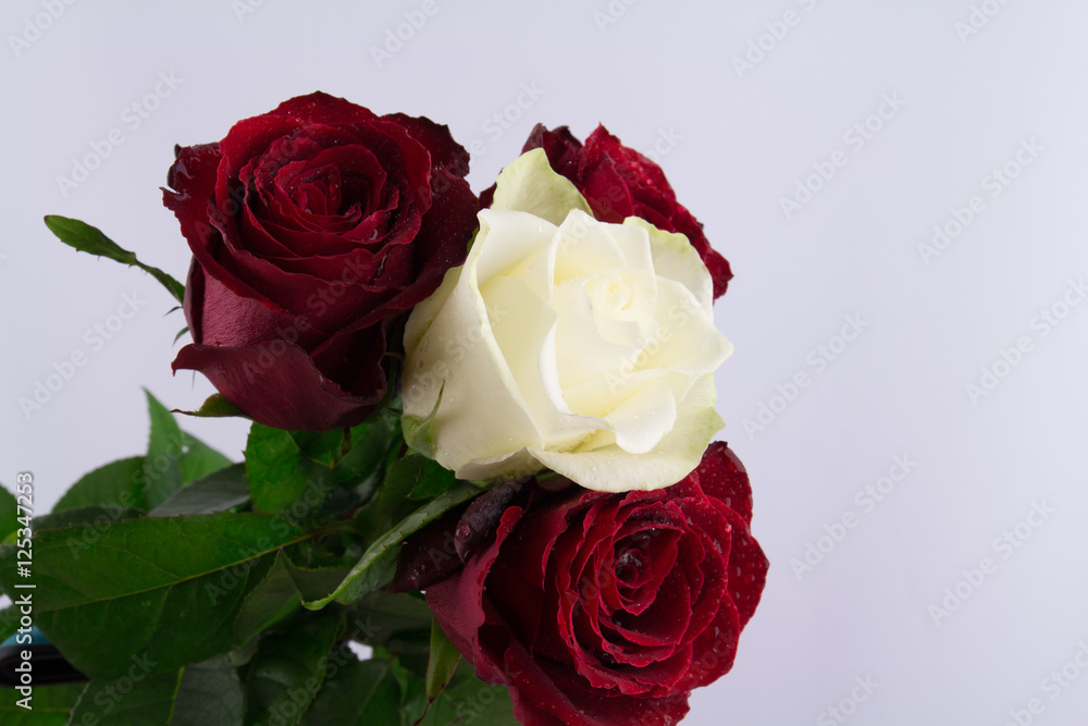 Fototapeta premium Red roses on a white background