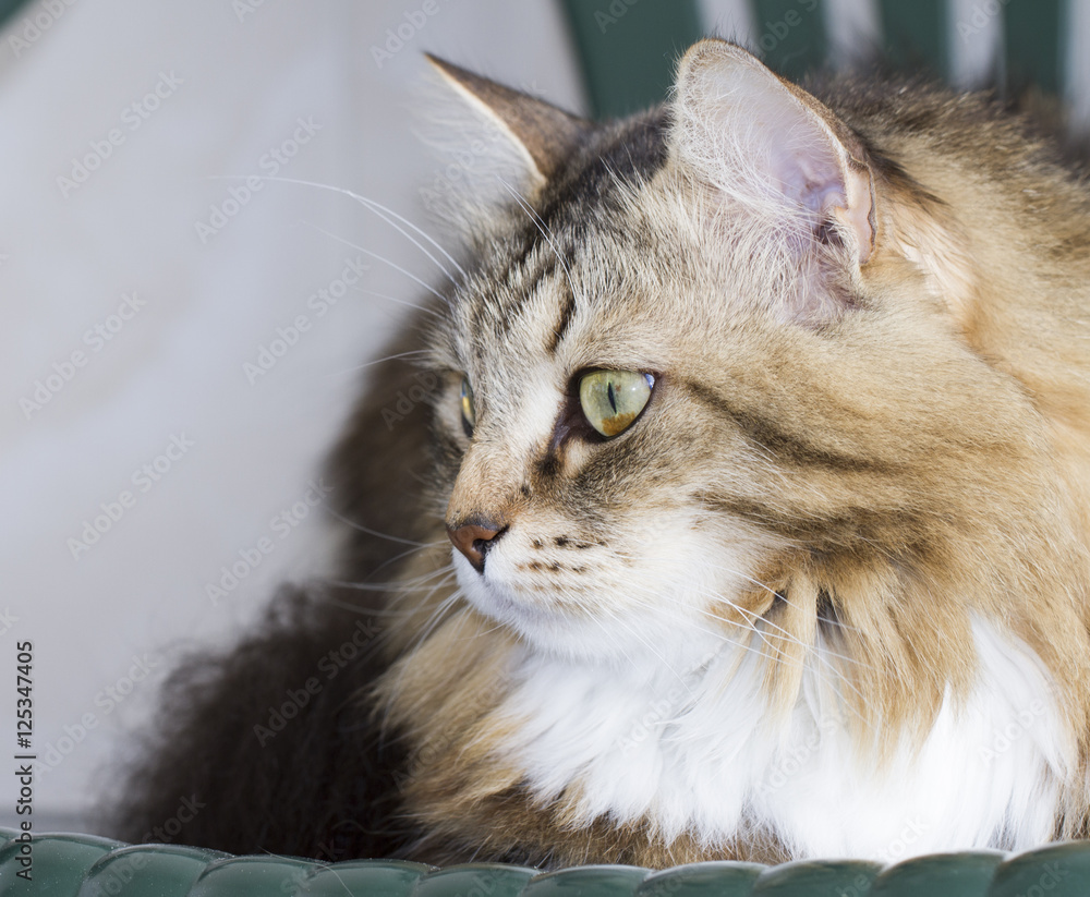 sweet cat of siberian breed on a chair sweet cat of siberian breed on a chair