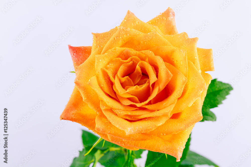 Yellow rose on a white background Yellow rose on a white background