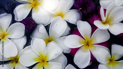 the soft focus of white franjipani plumeria flower floating soar on water