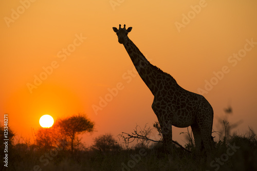 African giraffe in red against the sun