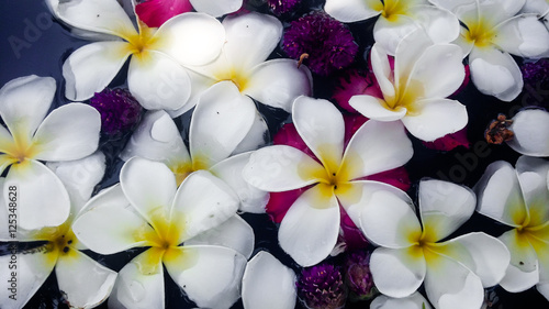 the soft focus of white franjipani plumeria flower floating on water