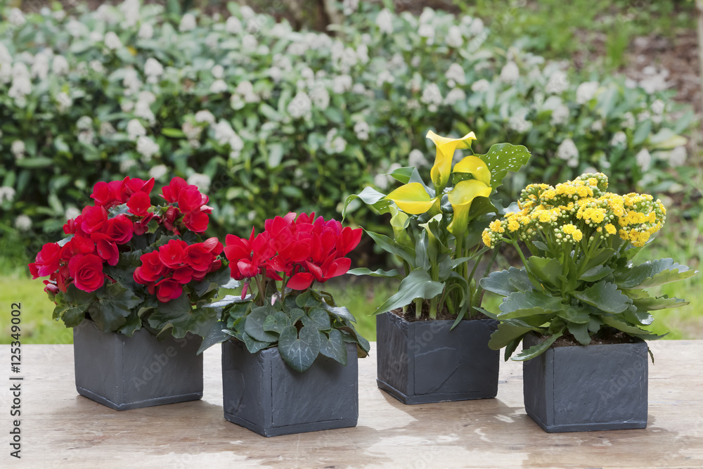 Potted plants outdoor