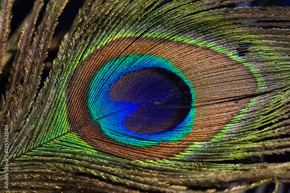 Obraz premium peacock feather closeup texture, soft focus